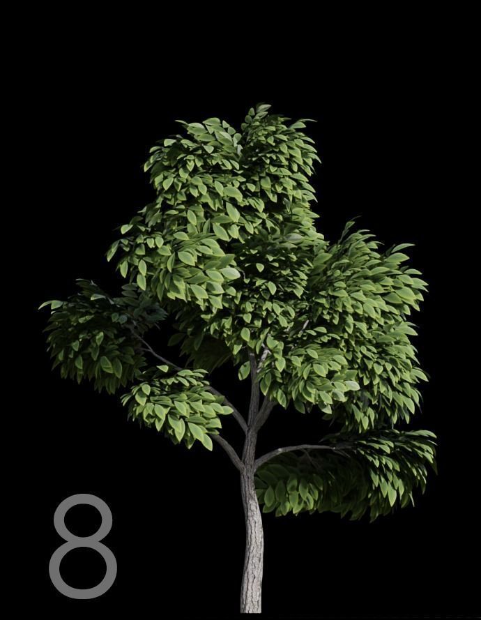 Tree Stylized 15 variations 3D model_7