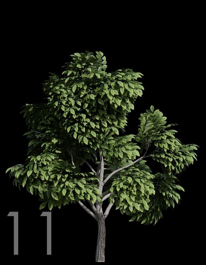 Tree Stylized 15 variations 3D model_10