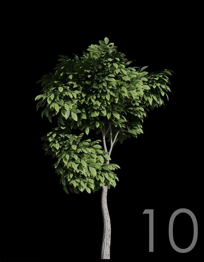 Tree Stylized 15 variations 3D model_9