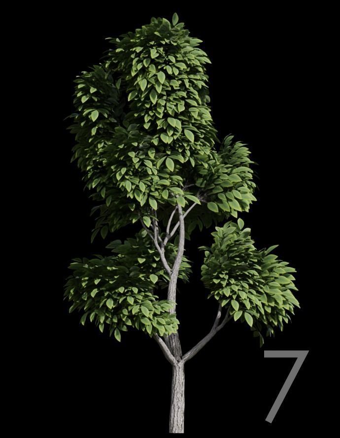 Tree Stylized 15 variations 3D model_6