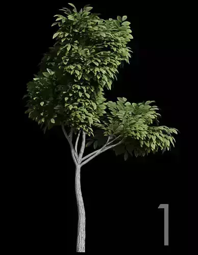 Tree Stylized 15 variations 3D model Tree Stylized 15 variations 3D model