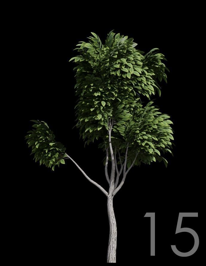 Tree Stylized 15 variations 3D model_14