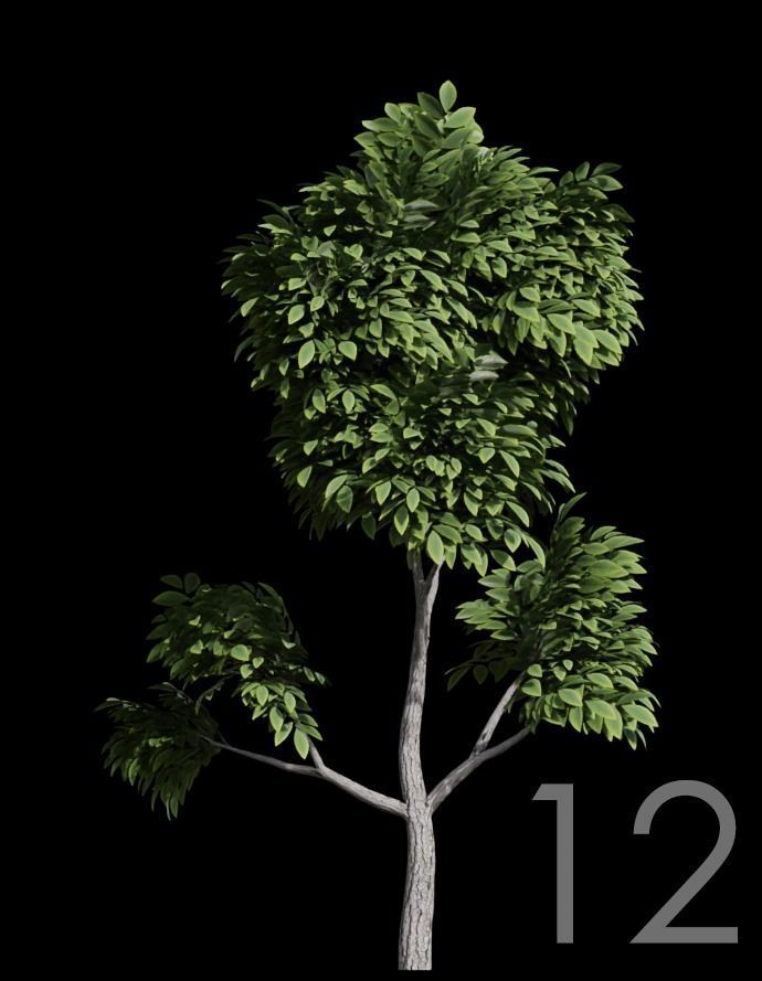 Tree Stylized 15 variations 3D model_11