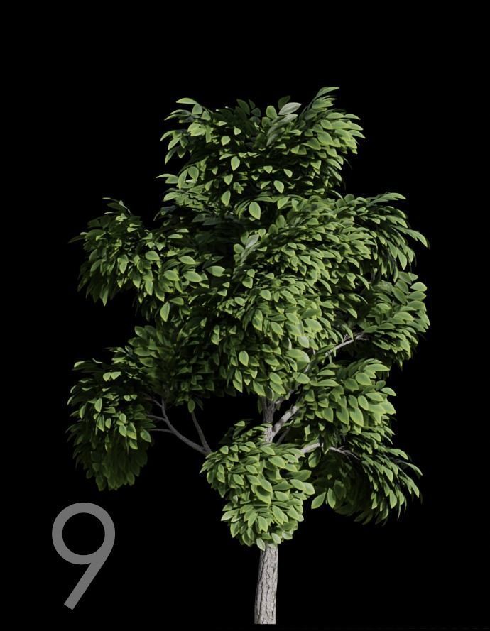 Tree Stylized 15 variations 3D model_8