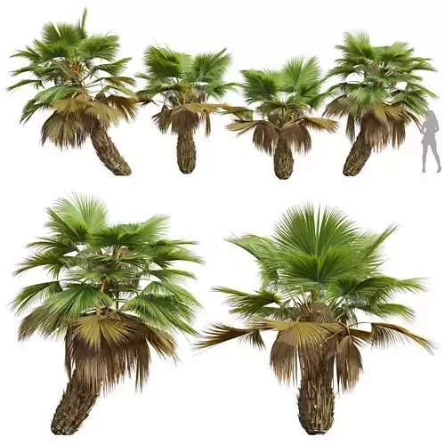 New Plant High detail Pritchardia Pacifica Small 3D model