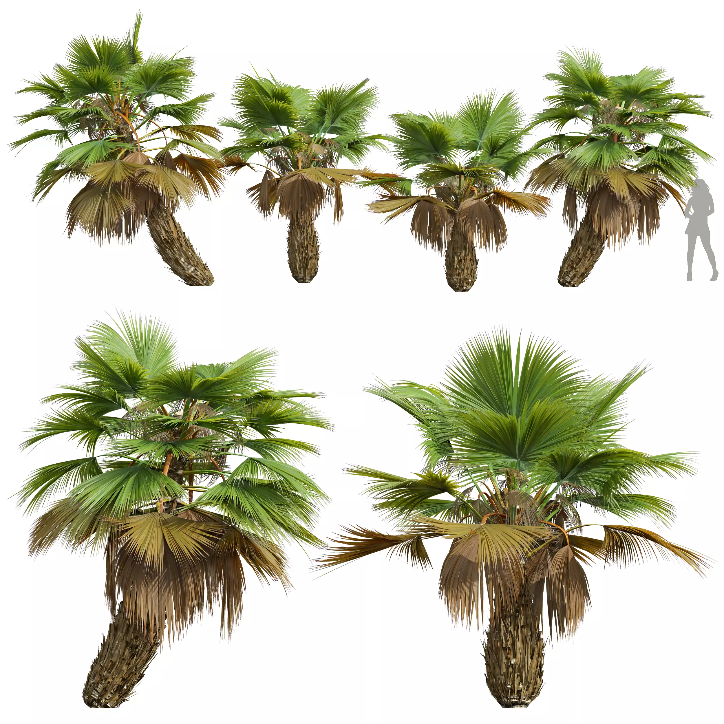 New Plant High detail Pritchardia Pacifica Small 3D model