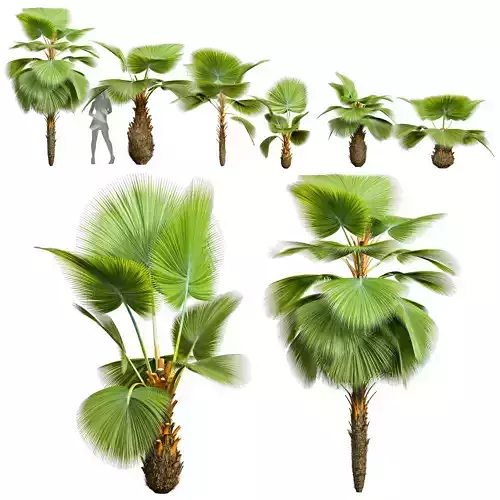 Pritchardia Pacifica Small Garden Decorative 3D model