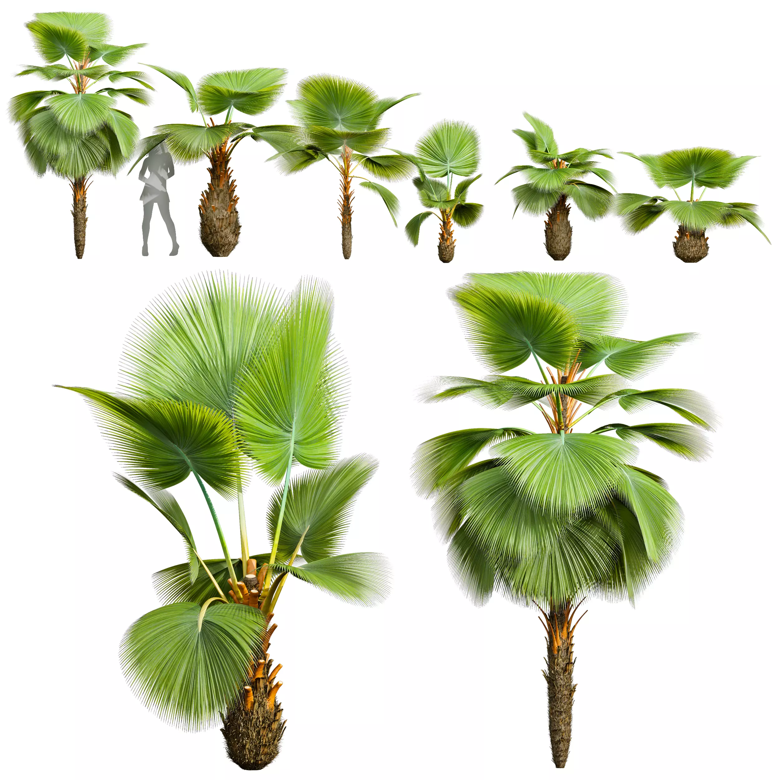 Pritchardia Pacifica Small Garden Decorative 3D model