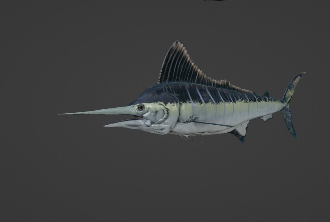 Sword Fish Animated Low-poly 3D model_7
