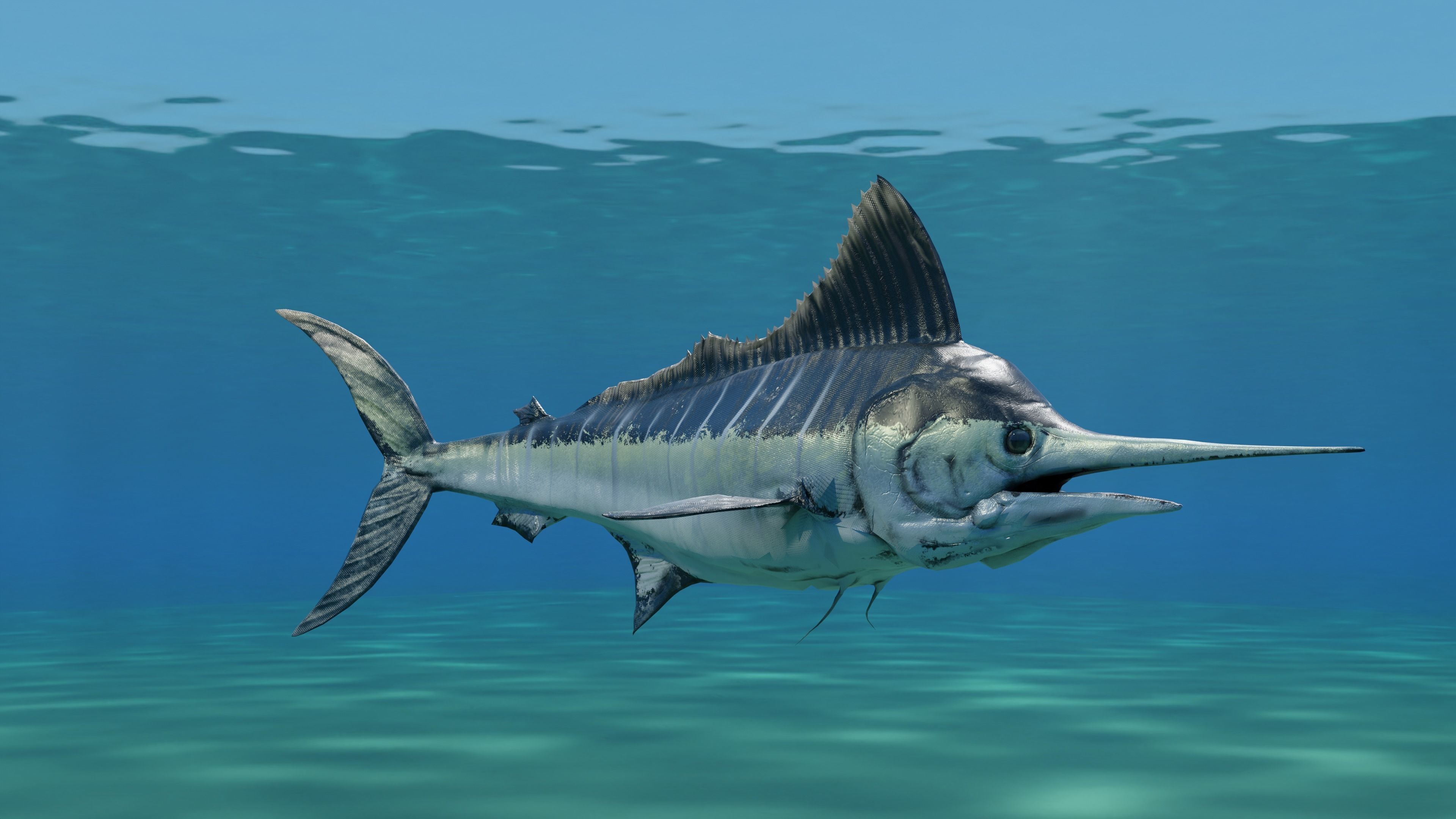 Sword Fish Animated Low-poly 3D model_2