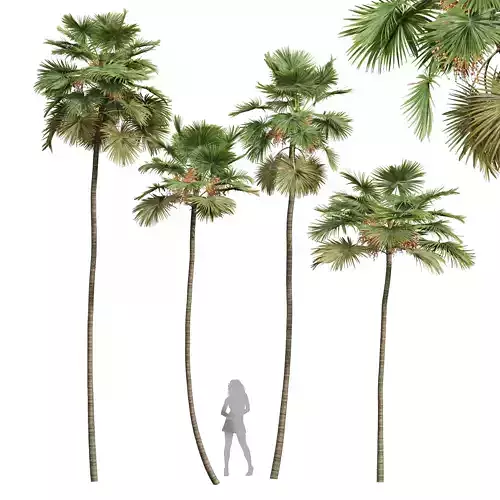 New Plant High detail Saribus Rotundifolius Fruit 3D model