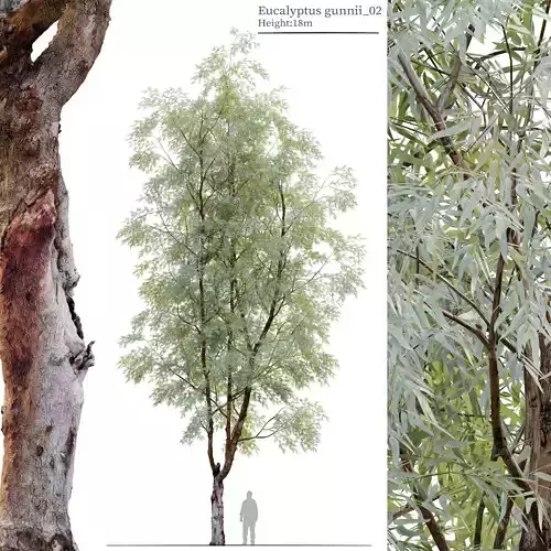 Eucalyptus gunnii 02