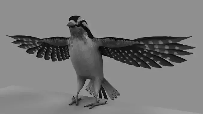 Downy Woodpecker 3D model