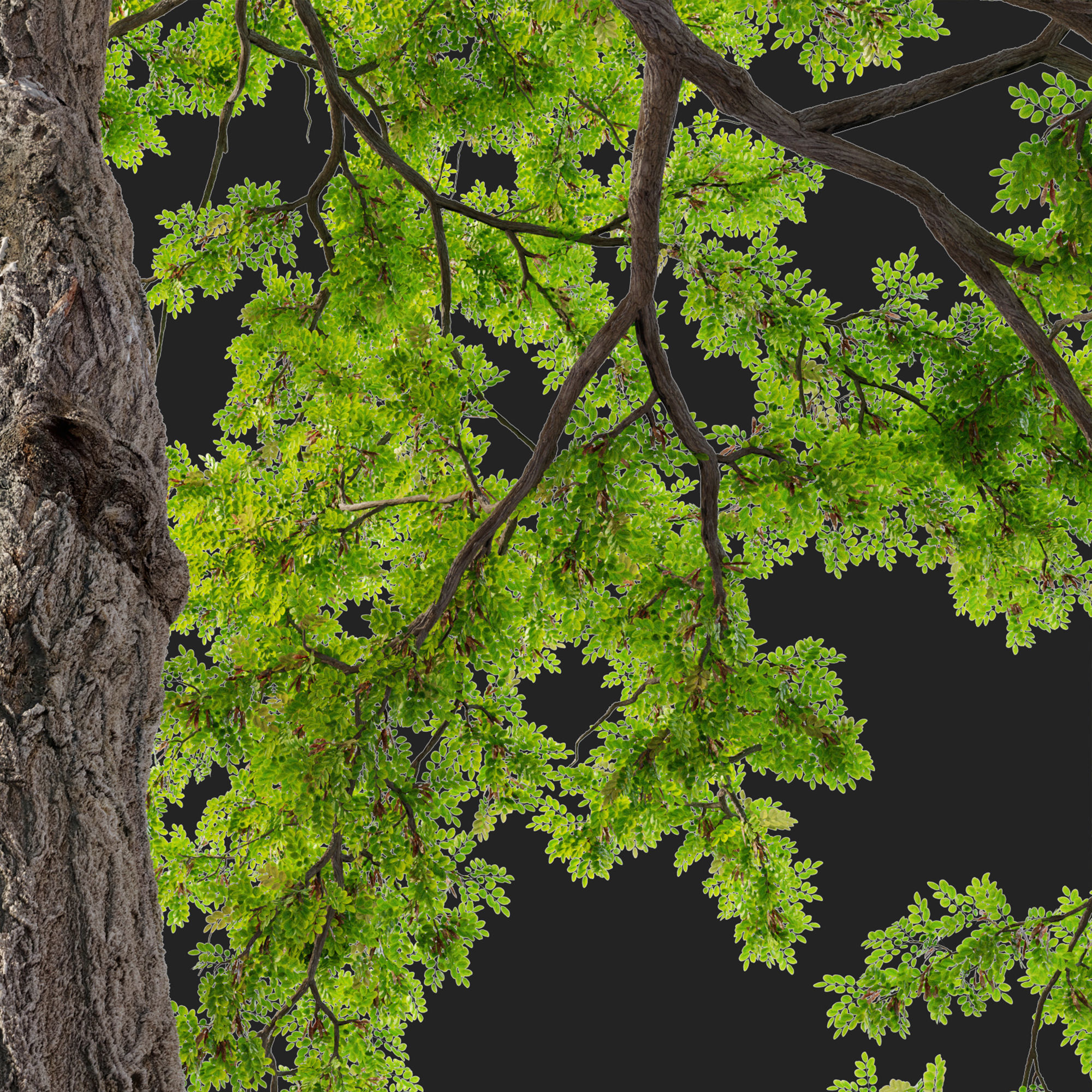Robinia pseudoacacia 05 3D model_5