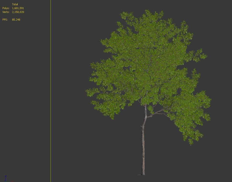 Robinia pseudoacacia 05 3D model_7