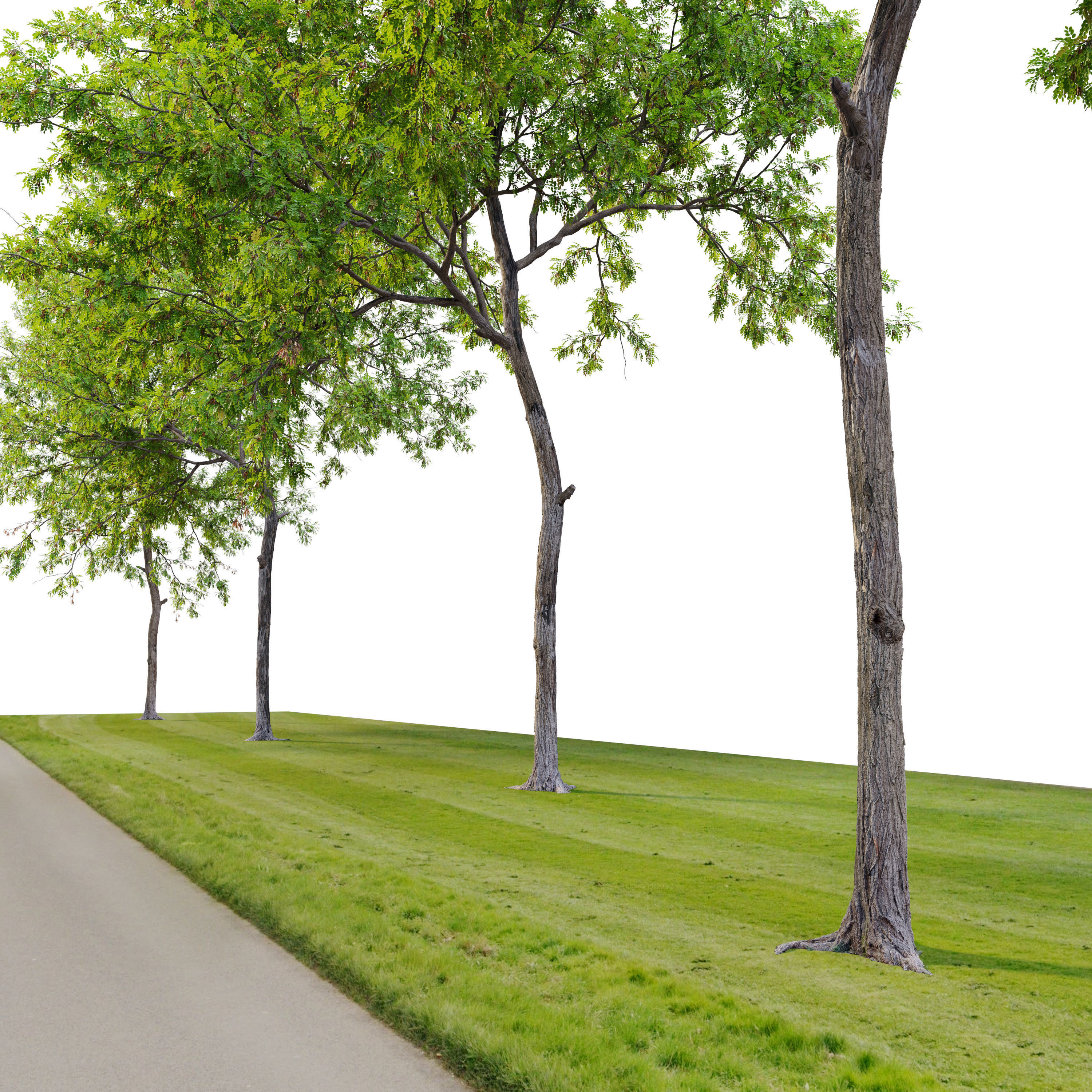 Robinia pseudoacacia 05 3D model_3