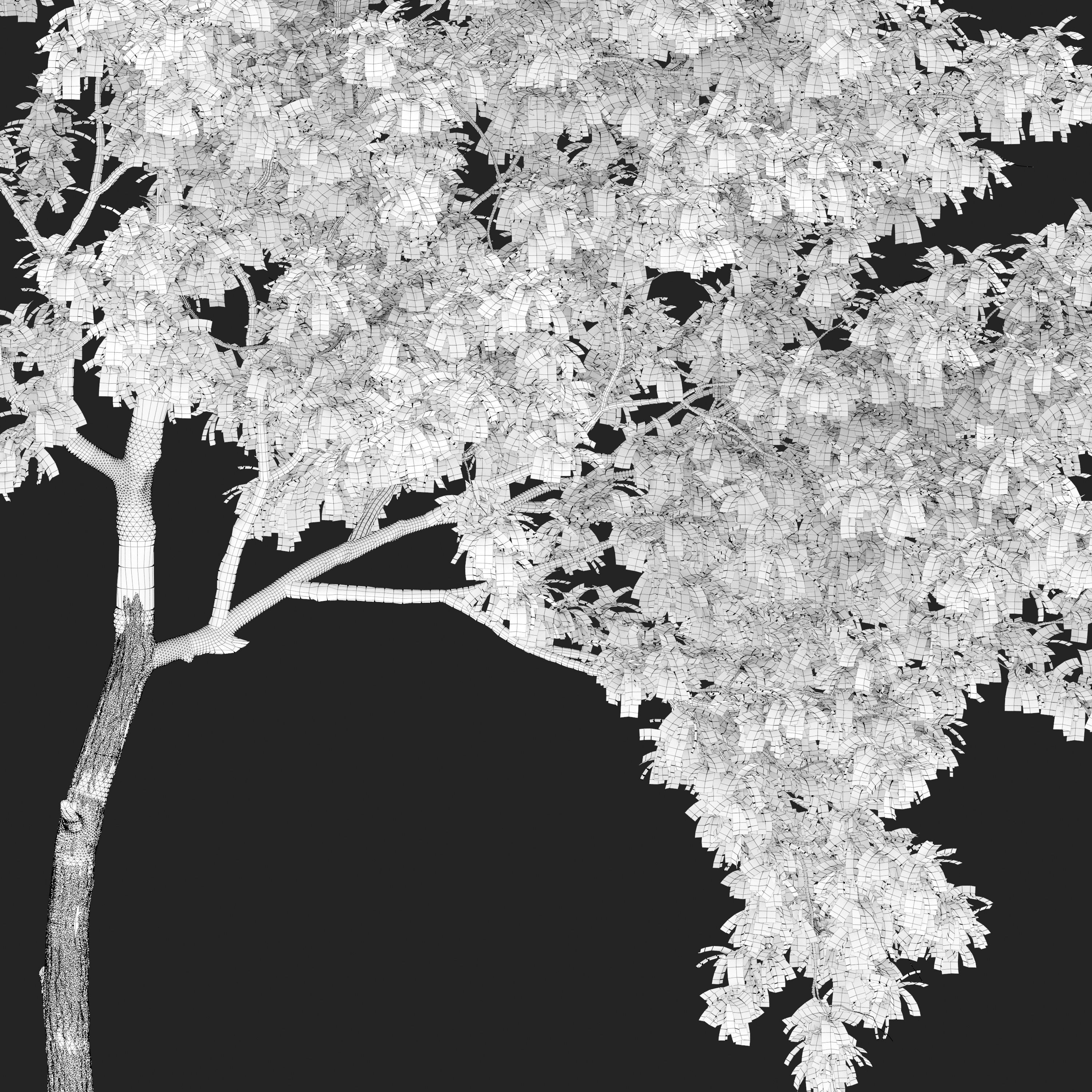 Robinia pseudoacacia 05 3D model_6