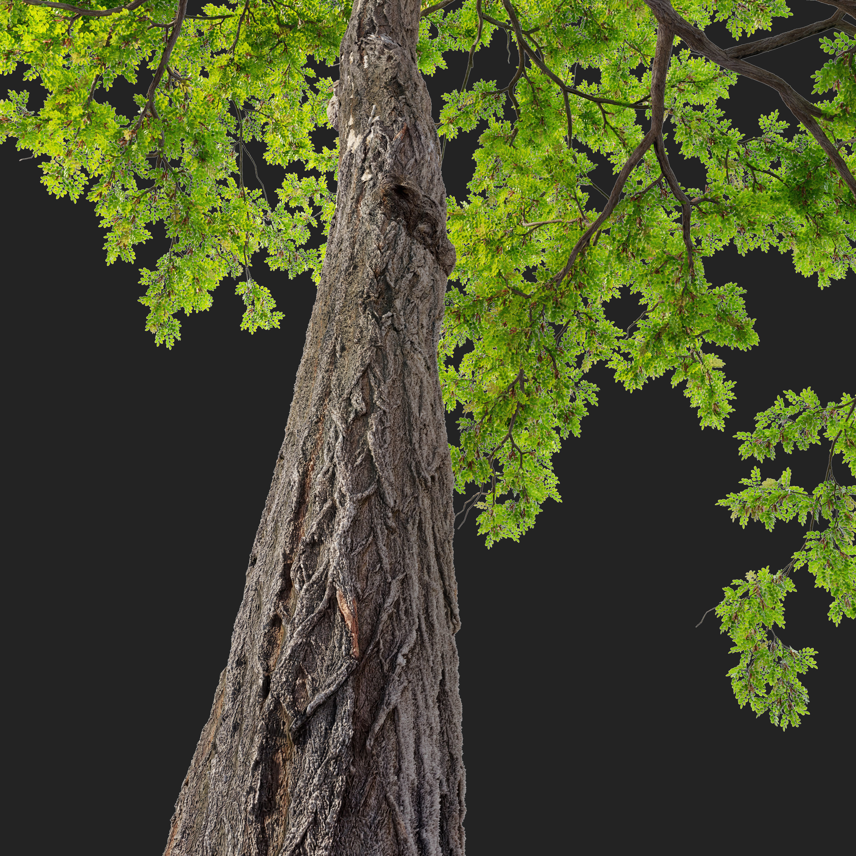 Robinia pseudoacacia 05 3D model_2
