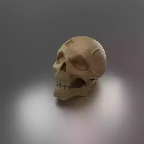 Skull head model