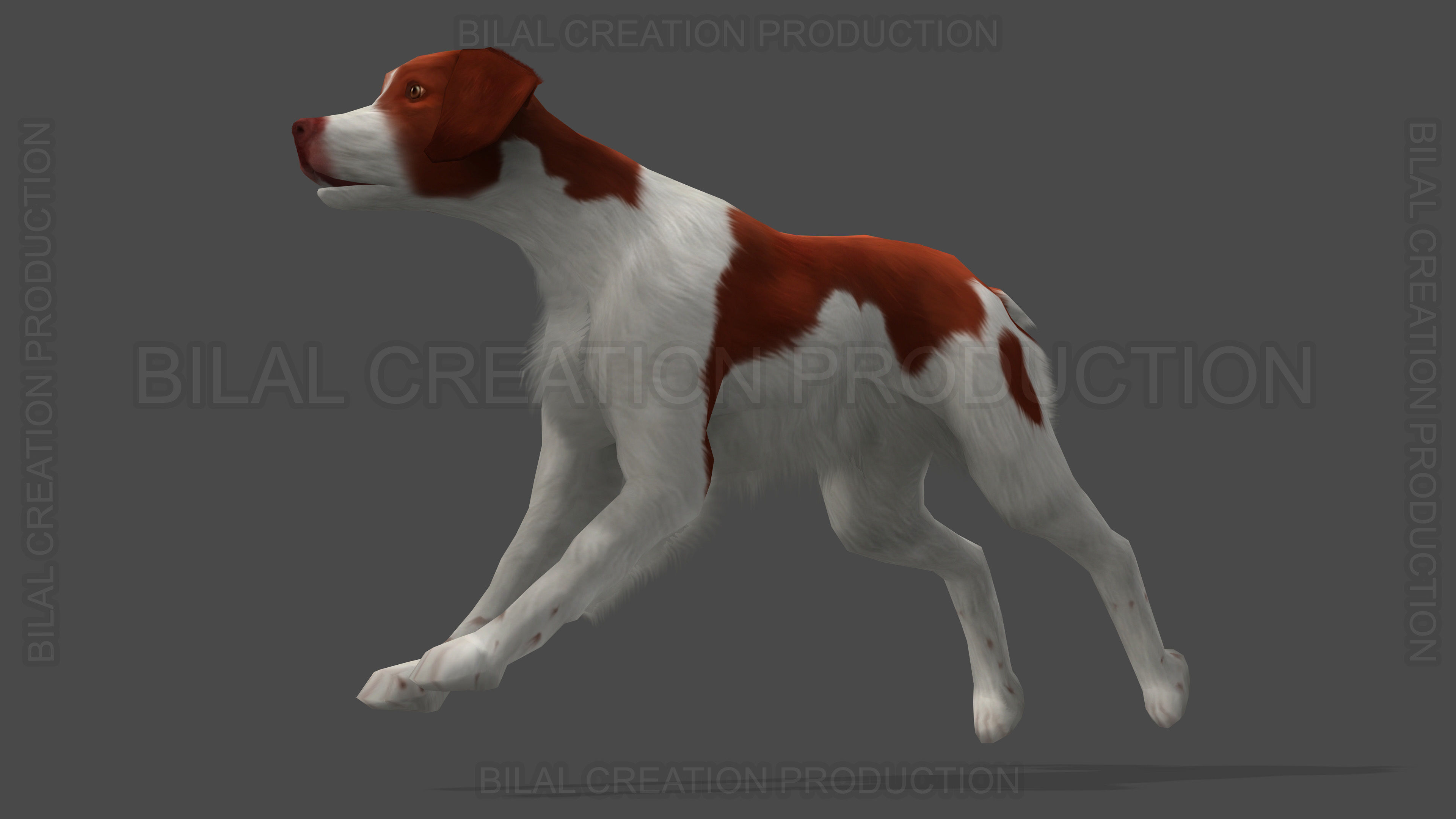 Brittany Dog Animated 3D model_11
