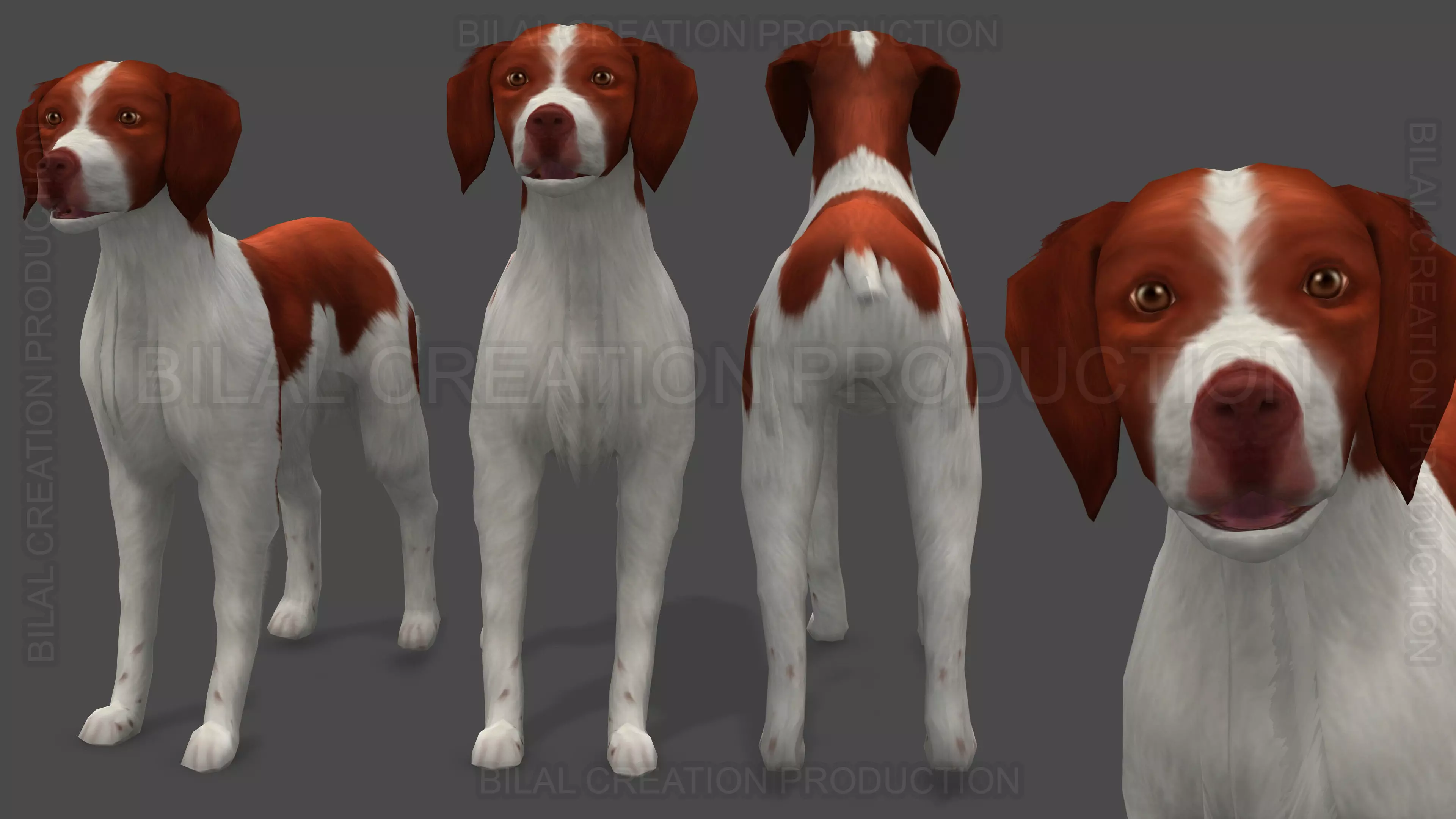 Brittany Dog Animated 3D model_0