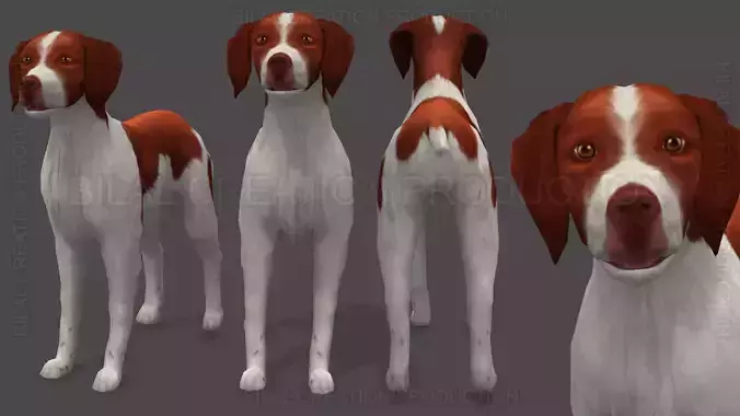 Brittany Dog Animated 3D model
