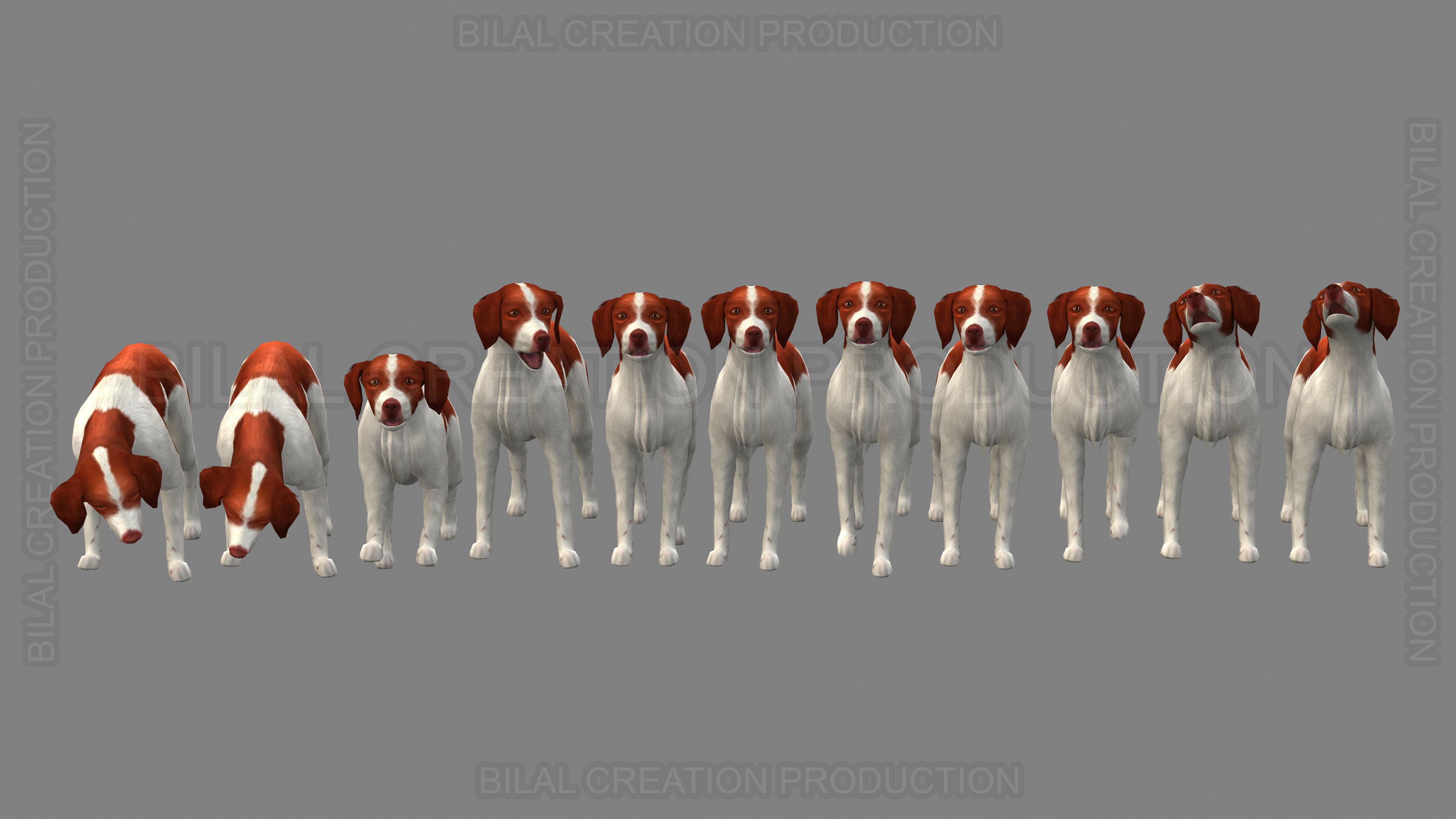 Brittany Dog Animated 3D model_18
