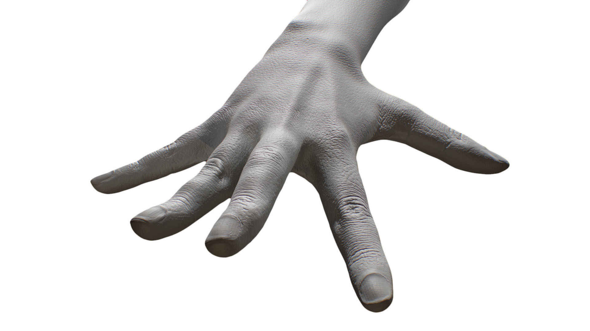 Retopologized 3D Hand scan of Alexia Madrid 3D model_3