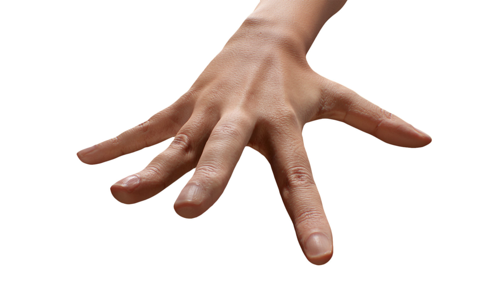 Retopologized 3D Hand scan of Alexia Madrid 3D model_1