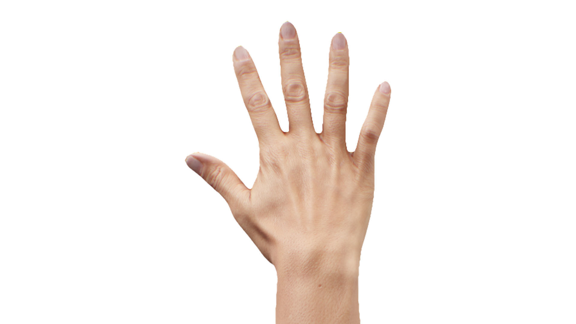 Retopologized 3D Hand scan of Raenia Freeman 3D model_6