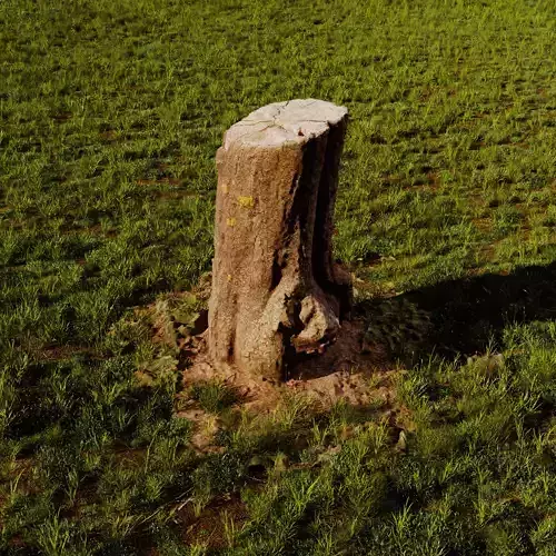 Stump photogrammetry Low Poly and High Poly