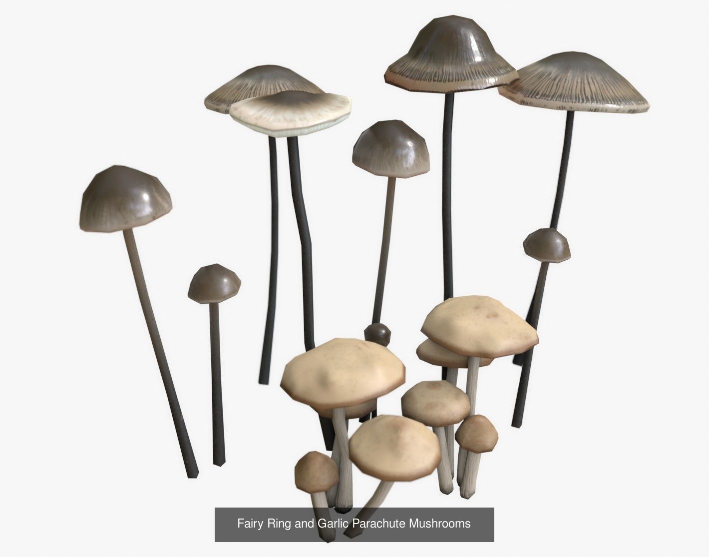 Mushrooms Pack 1 3D Model Collection_4