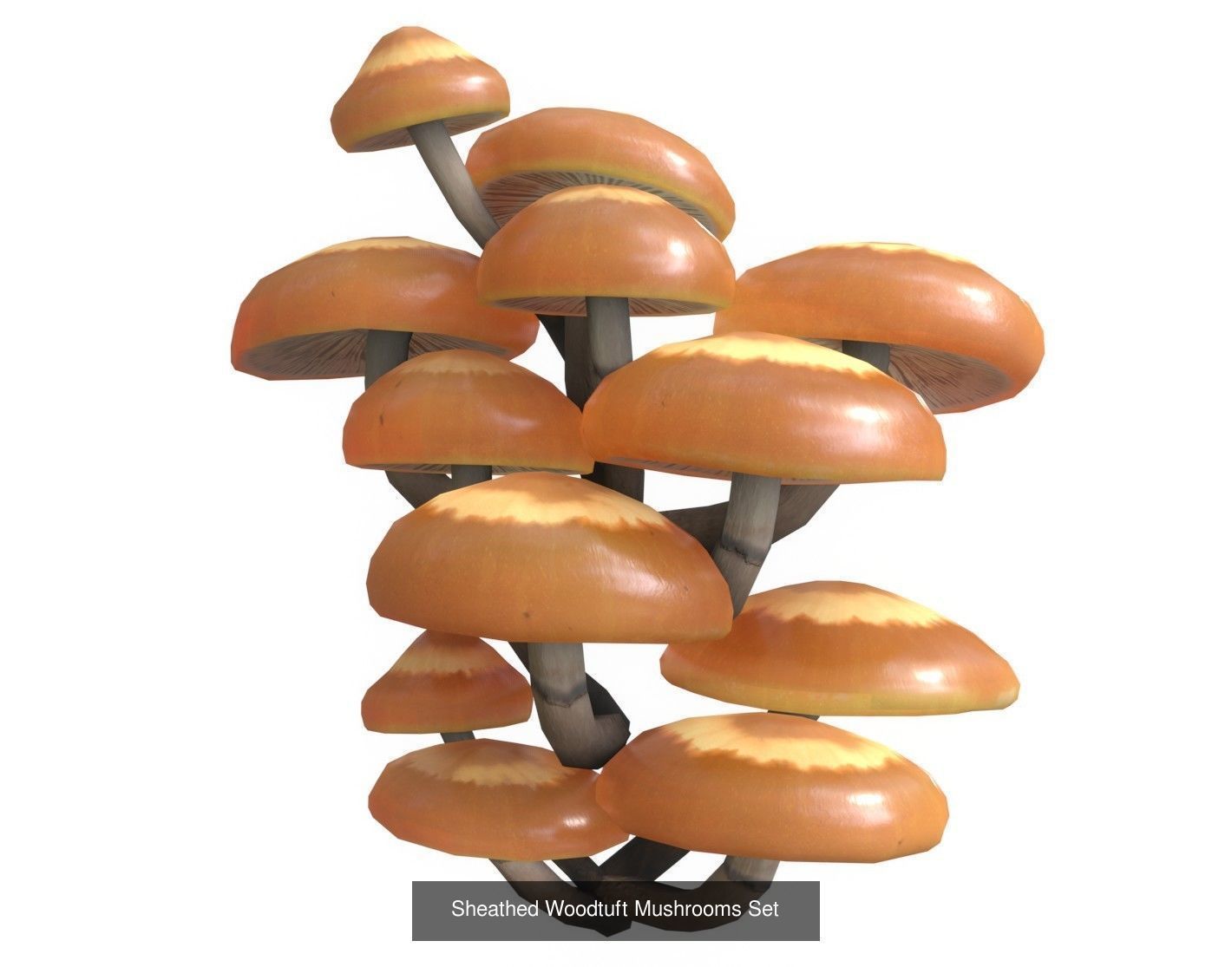 Mushrooms Pack 1 3D Model Collection_1