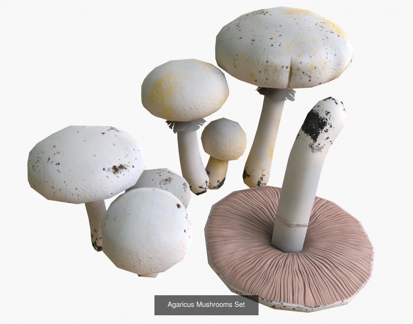 Mushrooms Pack 1 3D Model Collection_2