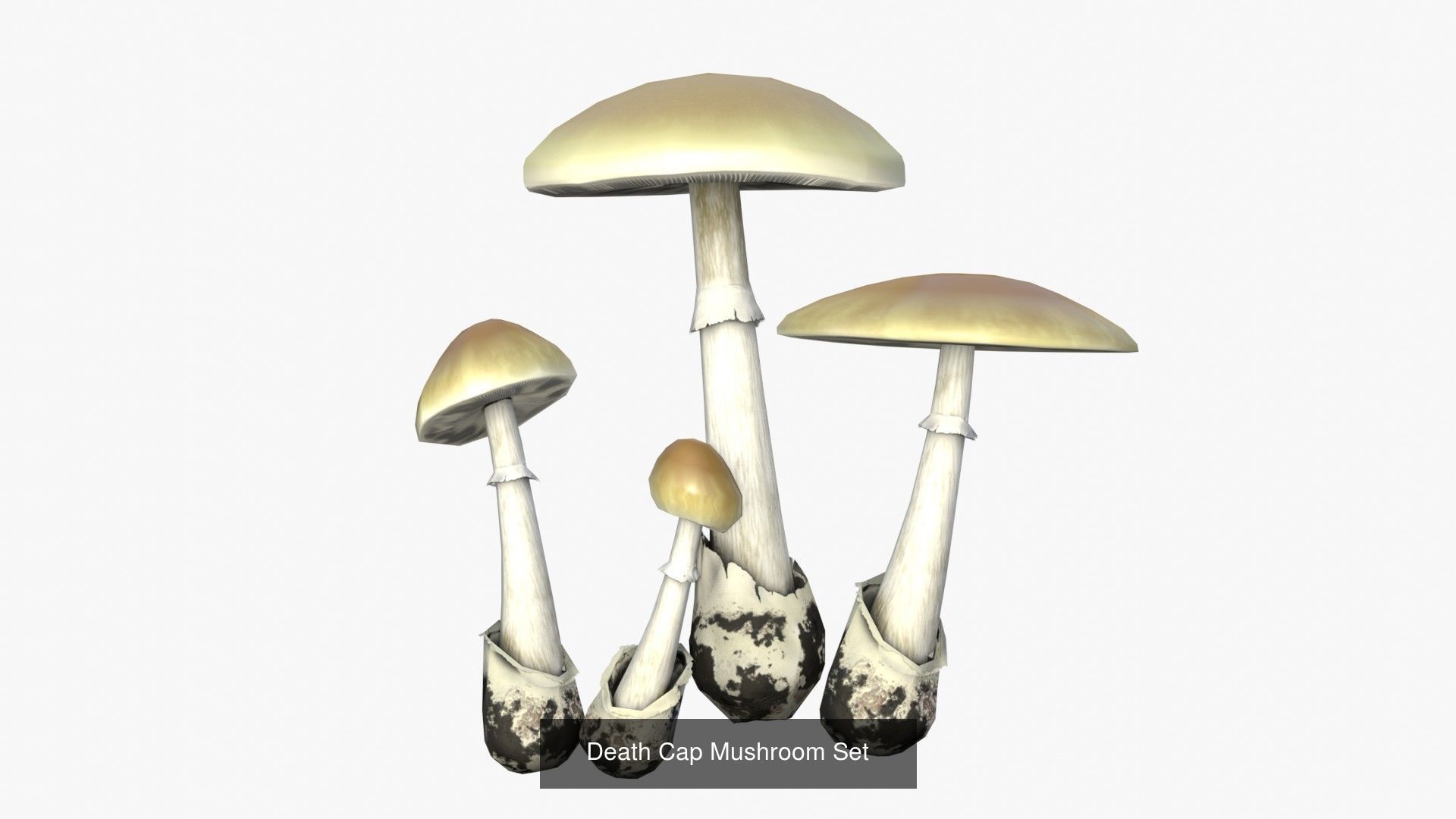 Mushrooms Pack 1 3D Model Collection_10