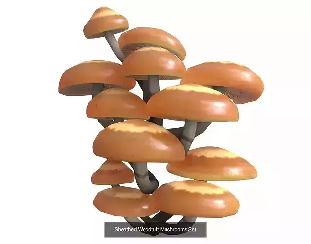 Mushrooms Pack 1 3