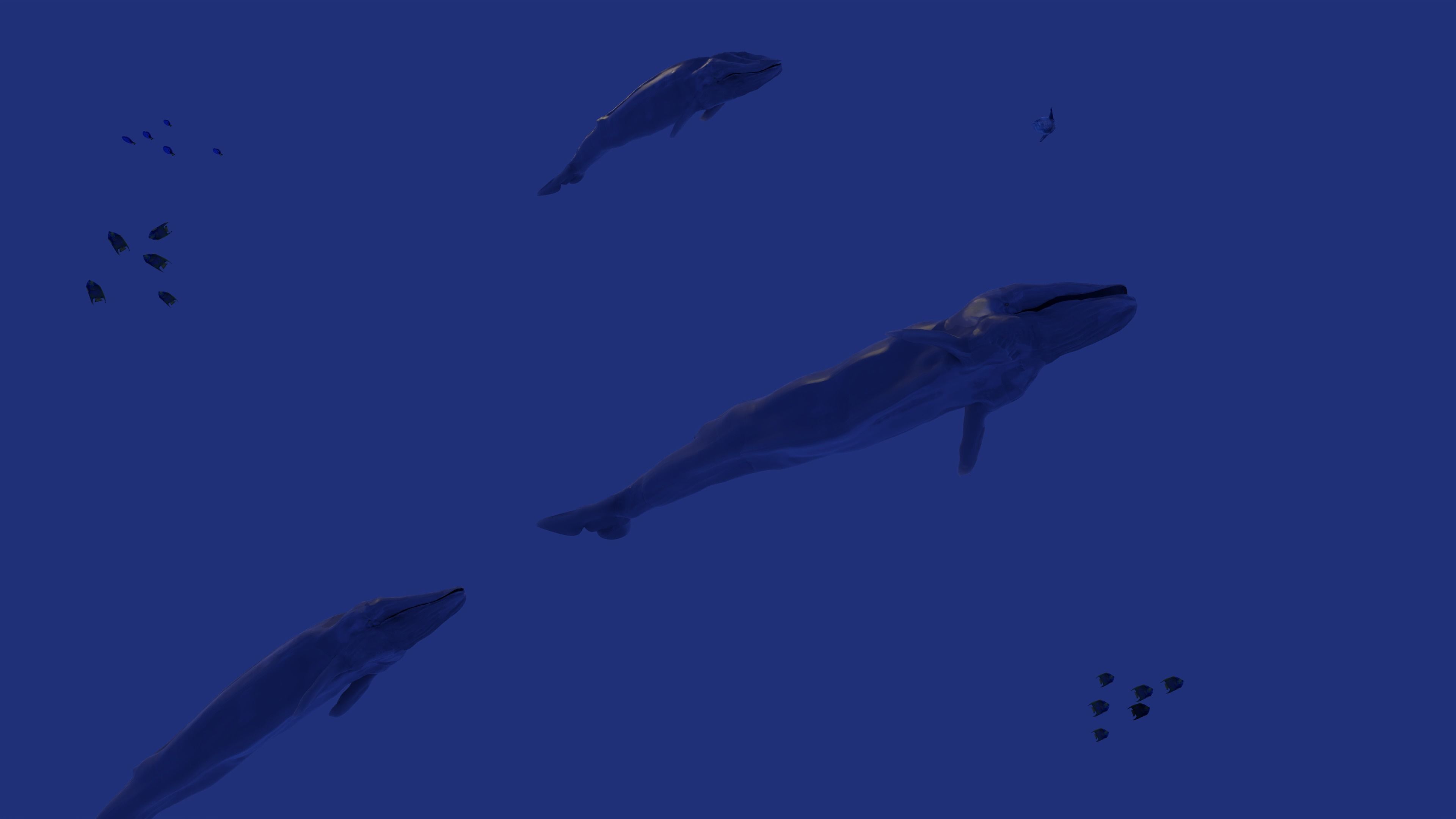 Blue Whale 3D Model Rigged Free low-poly 3D model_2