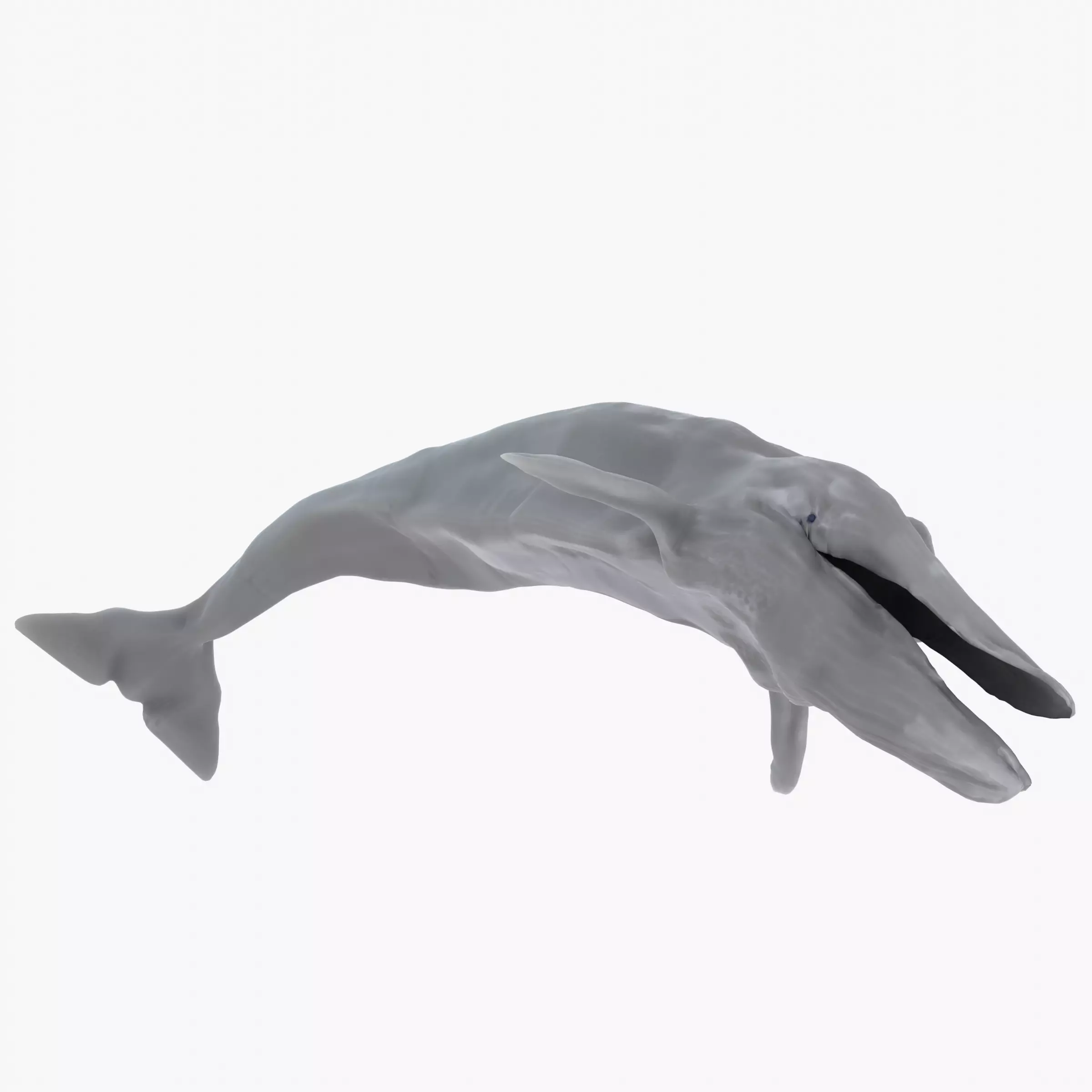 Blue Whale 3D Model Rigged Free low-poly 3D model_0