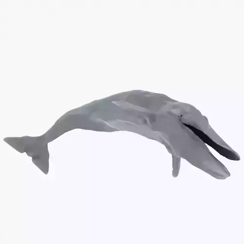 Blue Whale 3D Model Rigged Free low-poly 3D model
