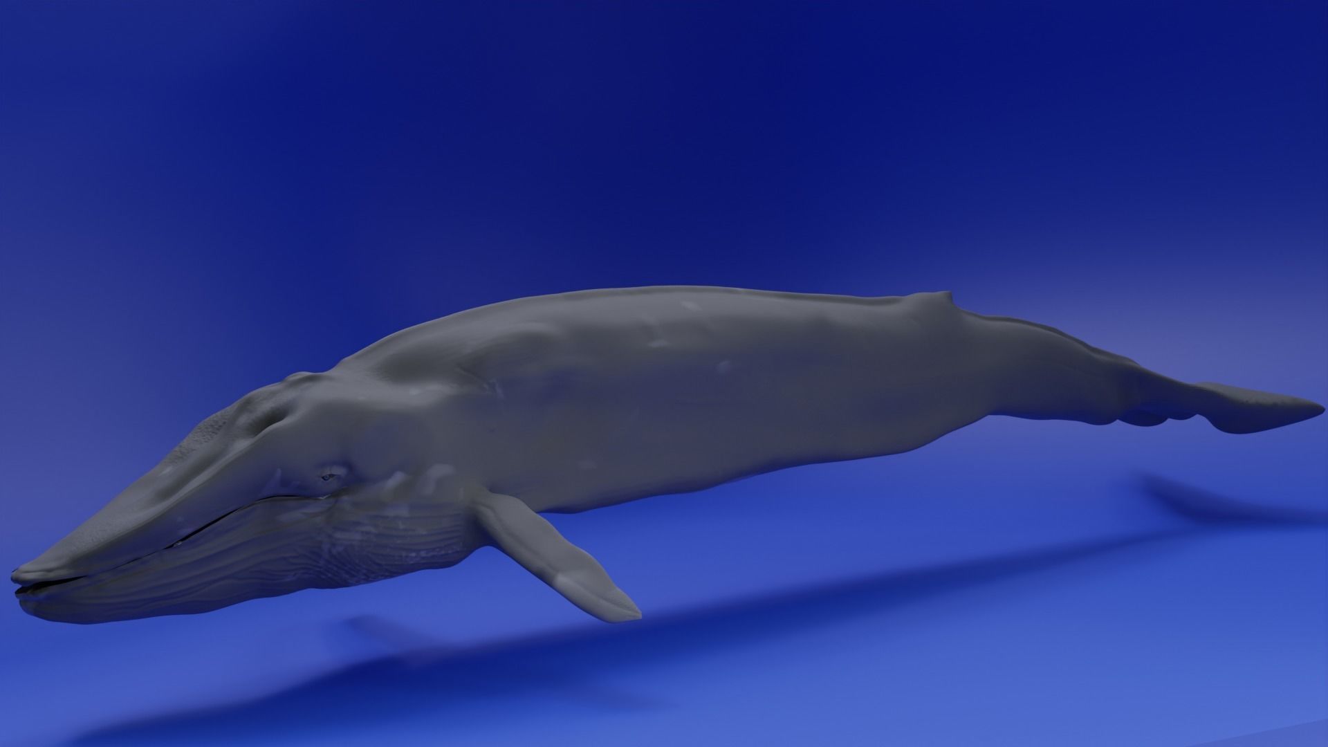 Blue Whale 3D Model Rigged Free low-poly 3D model_12
