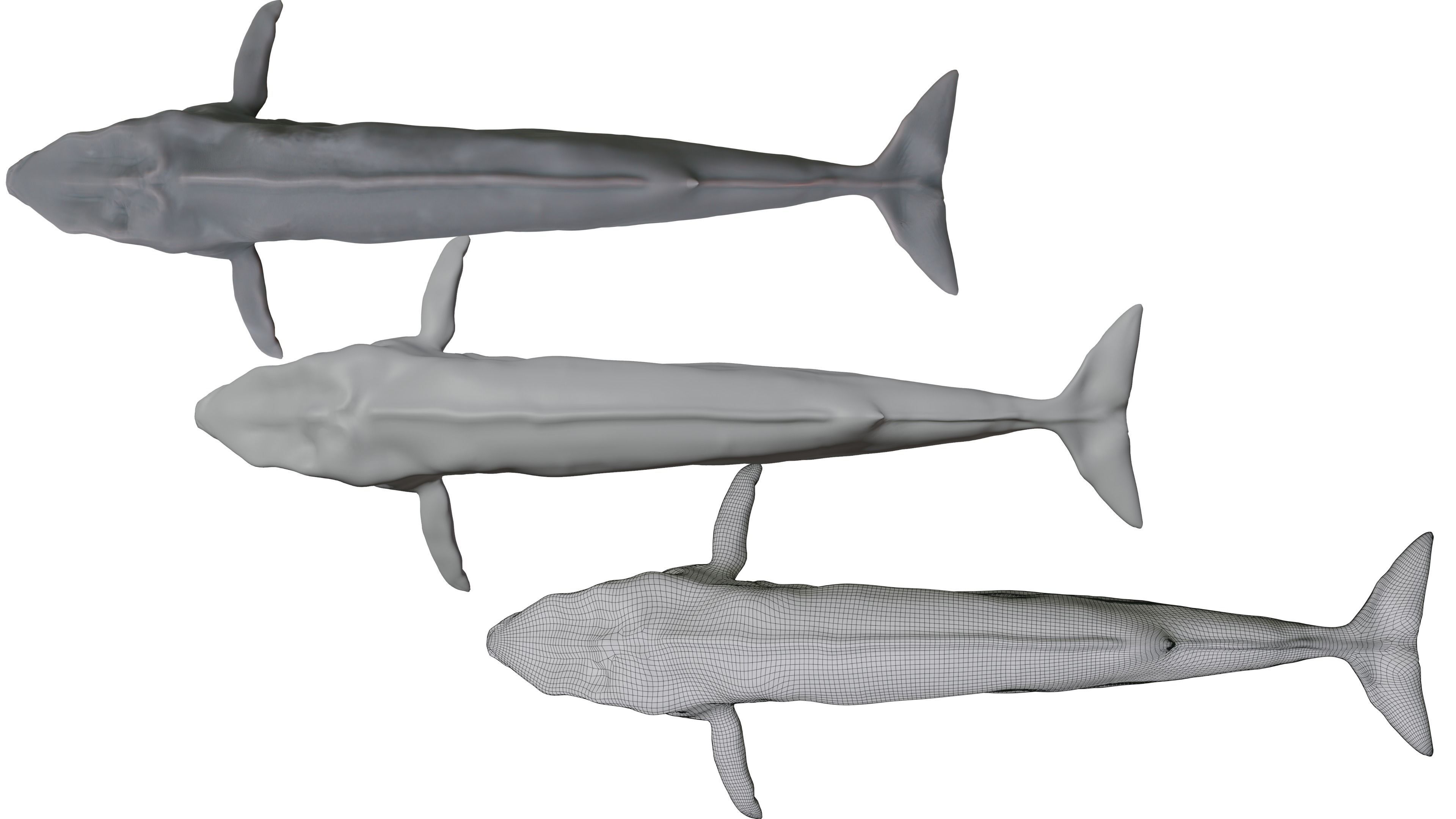 Blue Whale 3D Model Rigged Free low-poly 3D model_3
