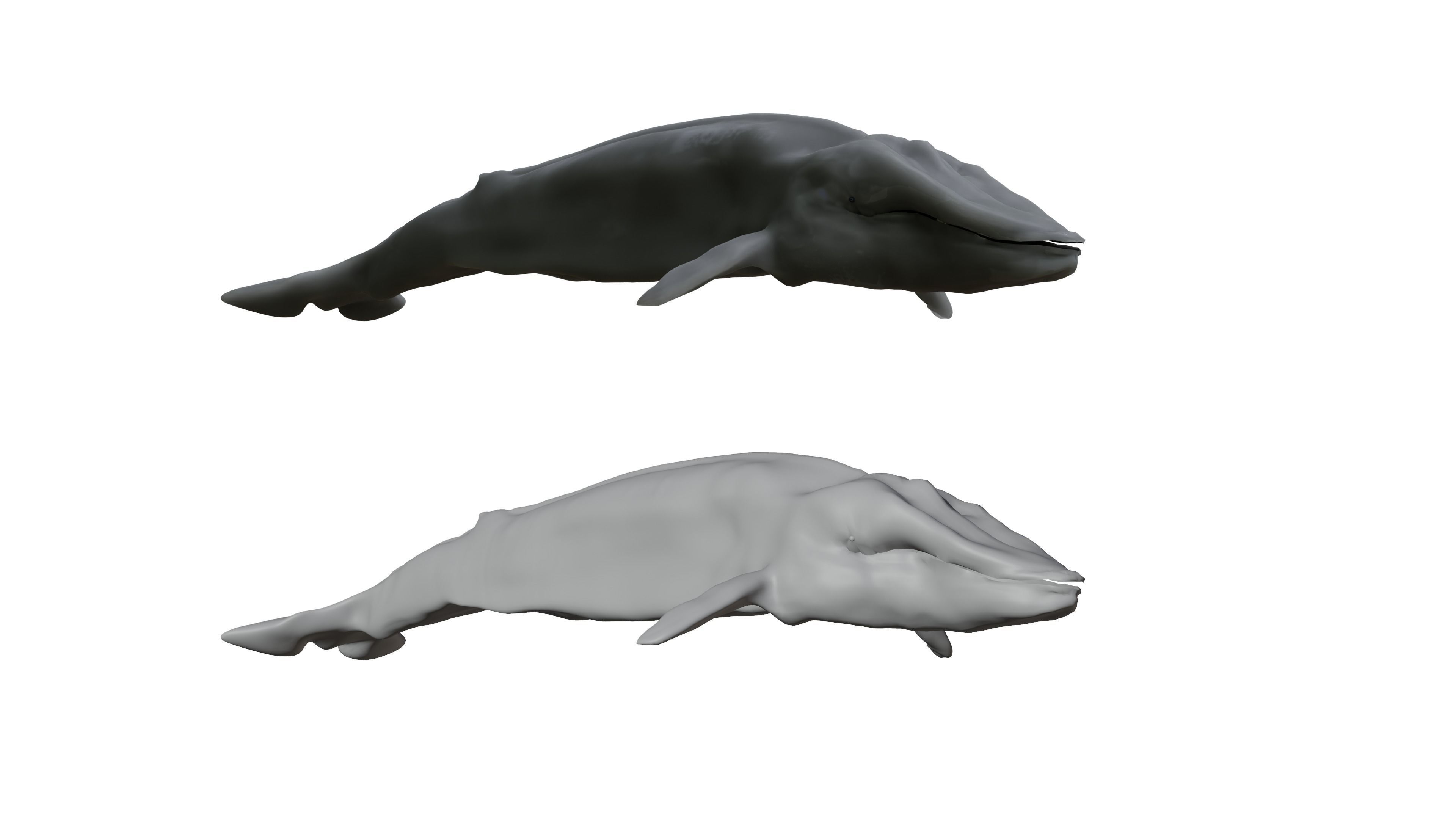 Blue Whale 3D Model Rigged Free low-poly 3D model_8