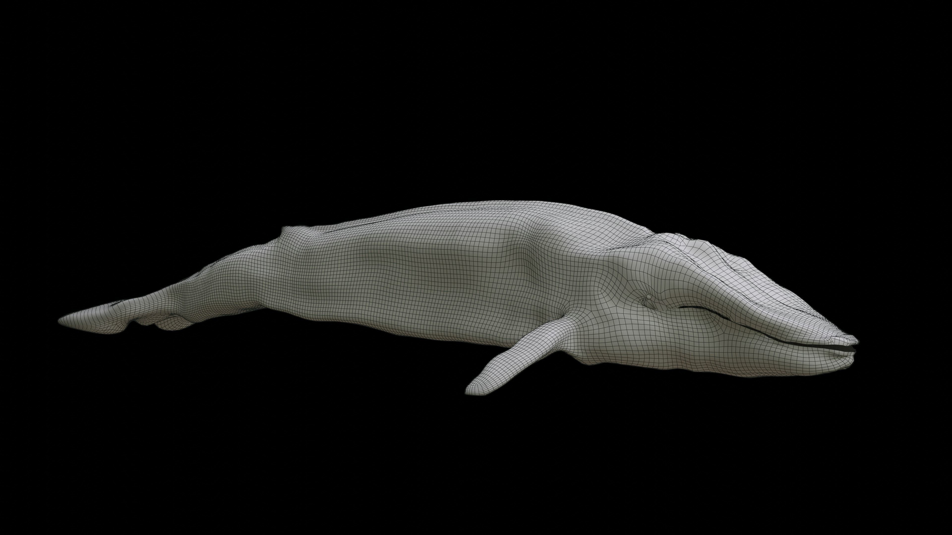 Blue Whale 3D Model Rigged Free low-poly 3D model_6