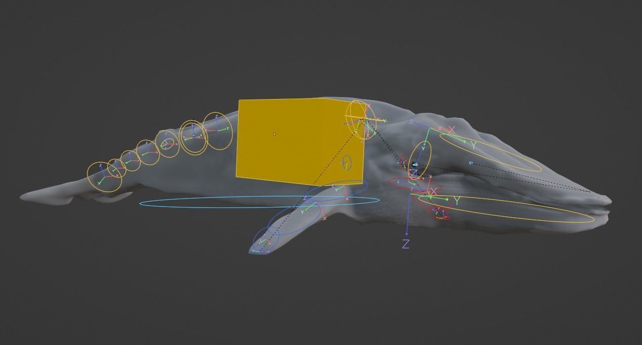 Blue Whale 3D Model Rigged Free low-poly 3D model_11