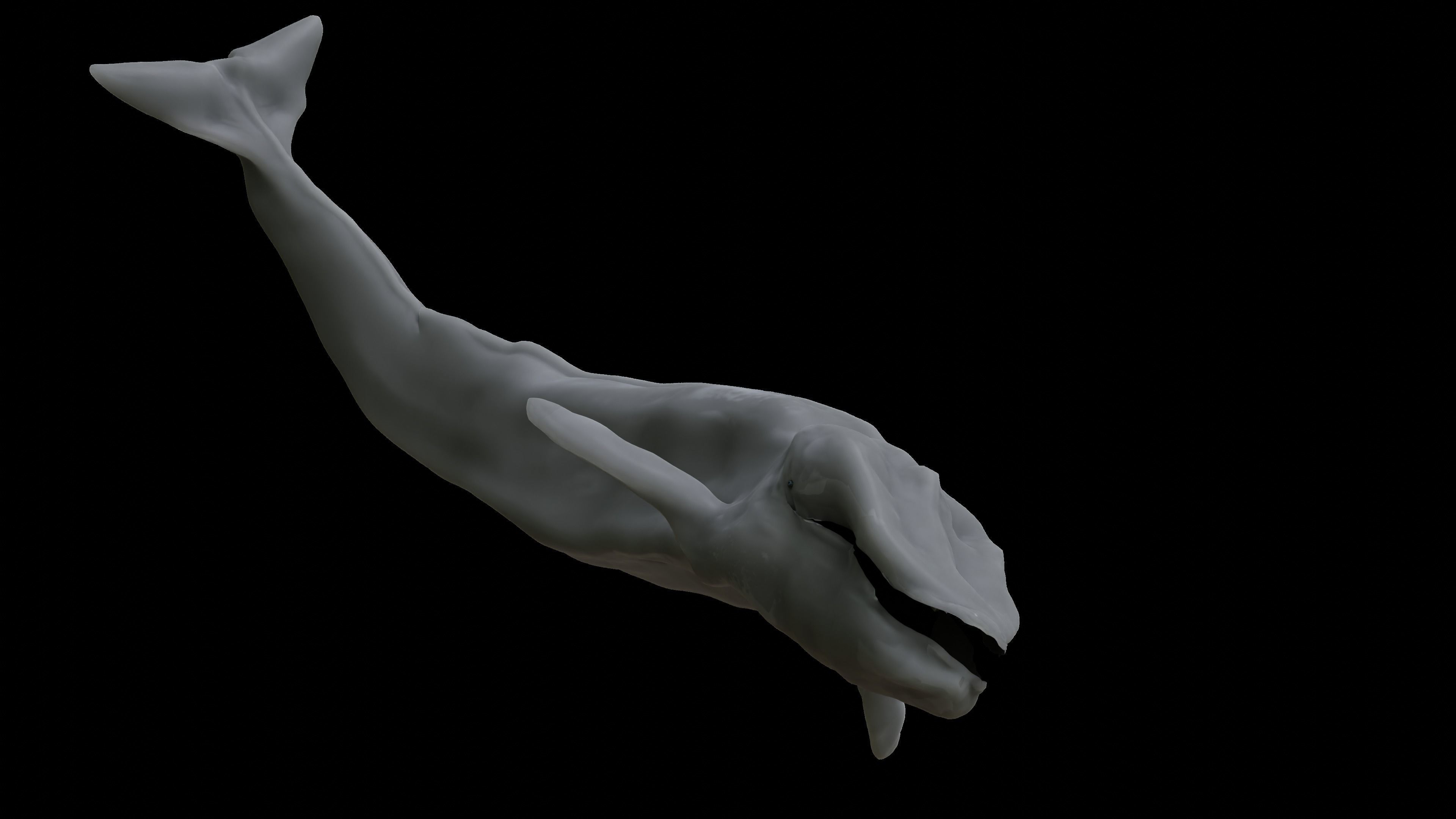 Blue Whale 3D Model Rigged Free low-poly 3D model_9