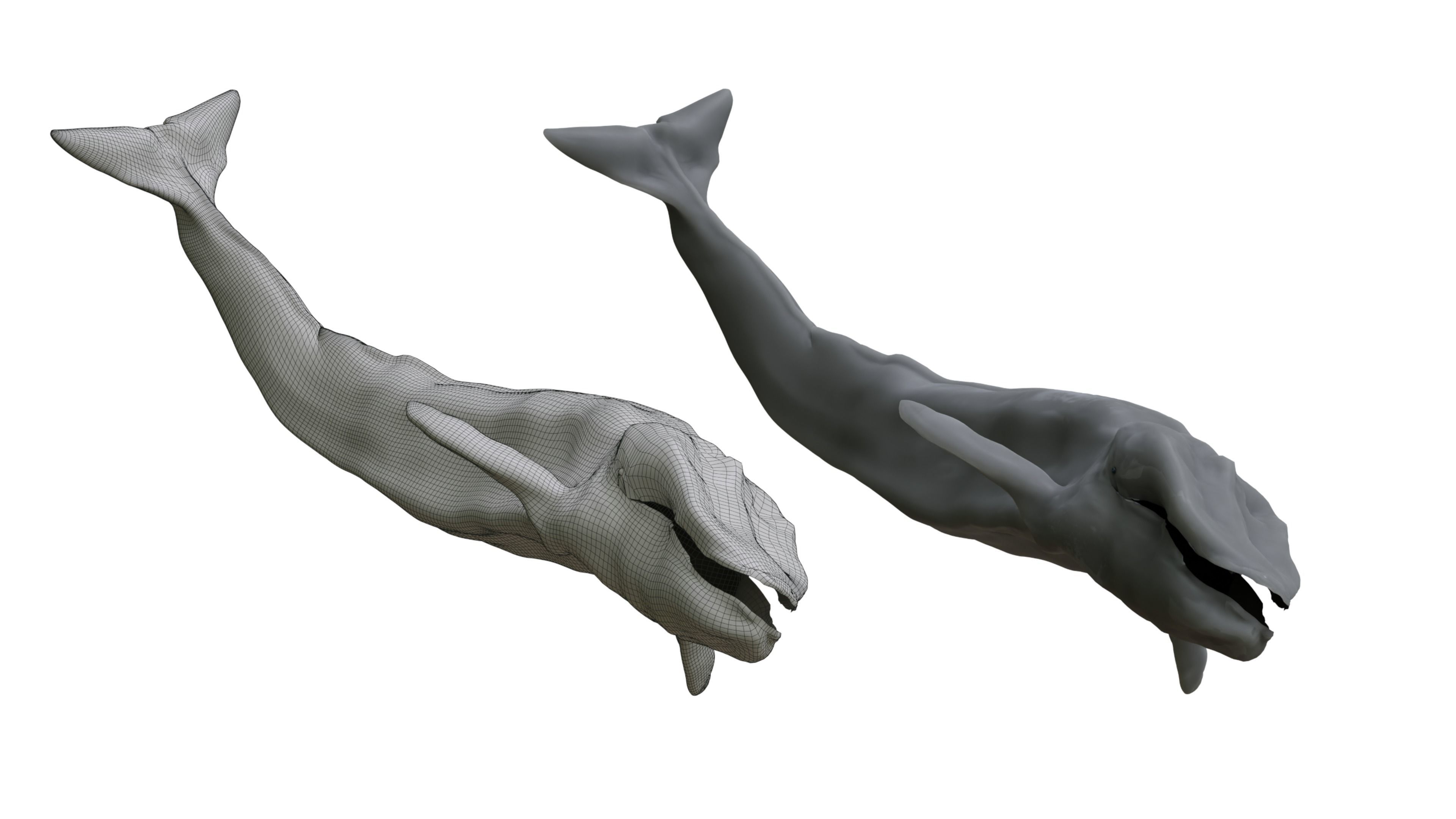 Blue Whale 3D Model Rigged Free low-poly 3D model_4