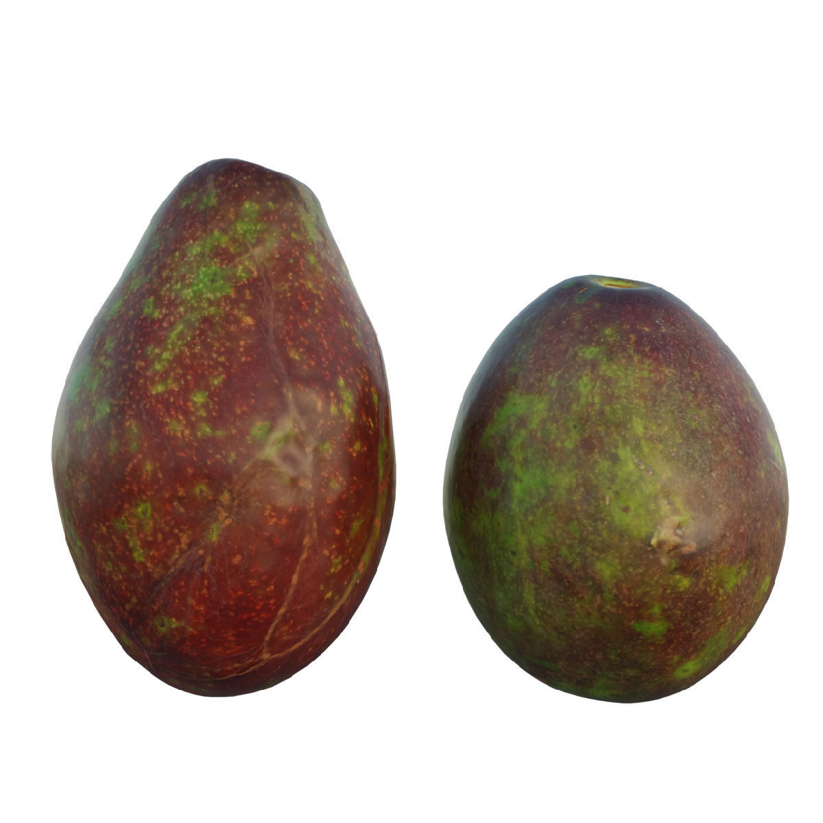 avocado 03 3D model_2
