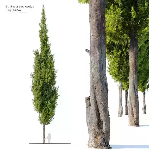 Eastern red cedar 3D model