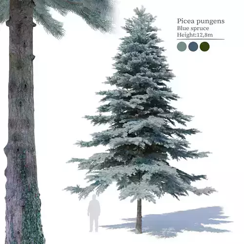 Blue spruce 03
