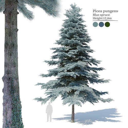 Blue spruce 03 3D model